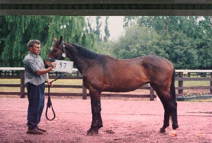 ������ ����