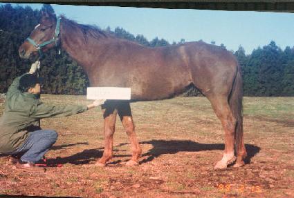 ��ƿ�����ں� ����