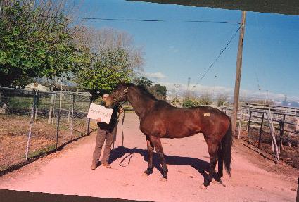 �޸����̵� ����