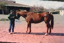 ���������� (RAMBLING ROSEY) ����