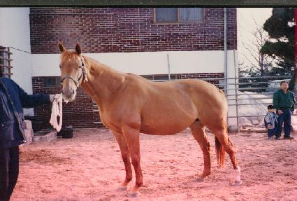 ĵ��ĳġ�� ����