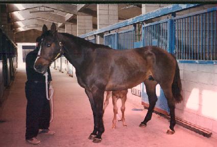 �η��� ����