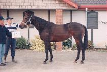 �Ѱ��� (HAN-GARAM) ����