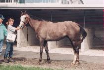 �������¾� (YEONGWONHANTAEYANG) ����