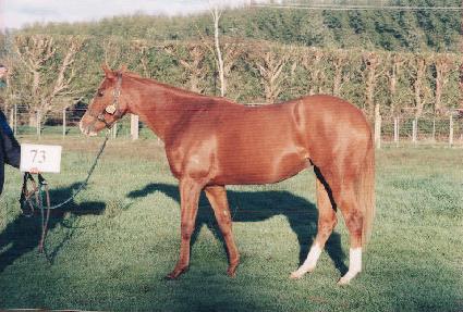 ������ ����