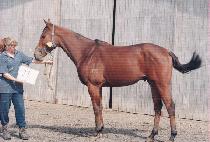 �׸��� (GREENMAC) ����