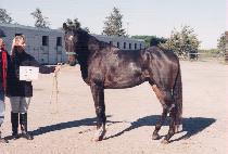 ��ĩê (NO CHIT CHAT) ����