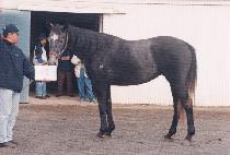 ���� (SEOGUNG) ����