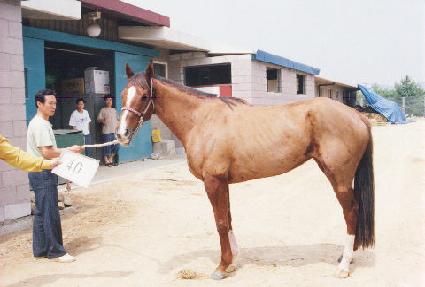 �����ƴϾȵ帲 ����