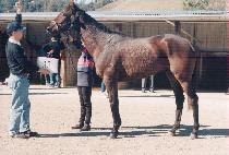 ������ (SCHOONER) ����