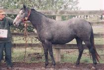 ��õ (SILCH��EON) ����