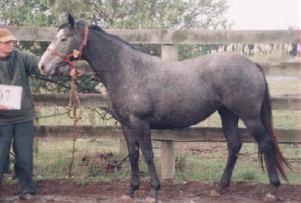 ��õ ����