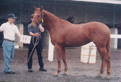 �ѿ︲���� ����