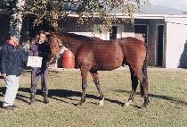 ȣ�ޱ� (HODALGU) ����