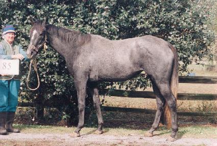 ������ ����