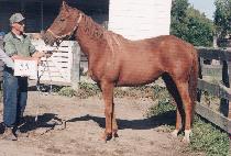 ��Ż (TOTAL) ����