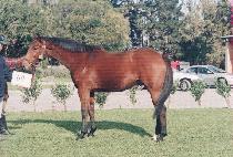 ����� (BARTONIK) ����