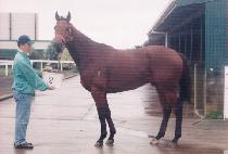 �������� (THORNHILL LAD) ����