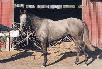 �з����� (ROAN RANGER) ����