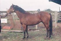 ������ (KANGMUJAE) ����