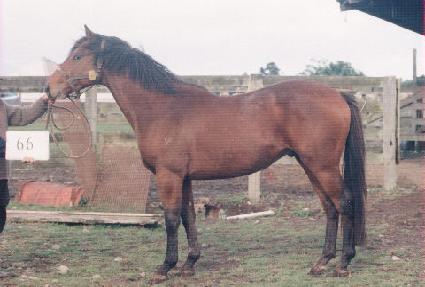 ������ ����