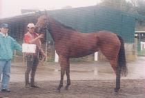 ��Ÿ�ϸ����� (STYLISH YIPP) ����