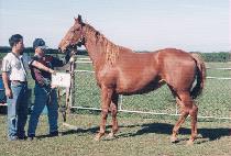 �ƽþȵ帲 (ASIAN DREAM) ����