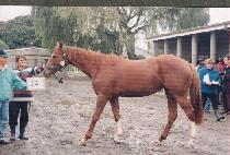 �������� (HIMCH��AN KODONG) ����