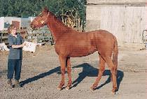 �ڼ� (CHASEONG) ����