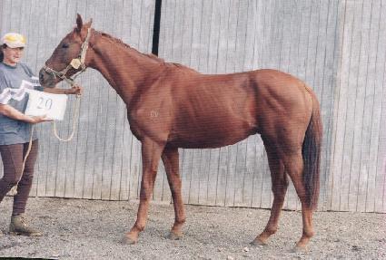 ��ȭ���� ����