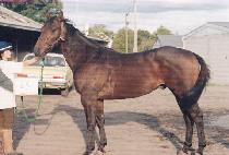 ���̺��� (DAVIDSON) ����