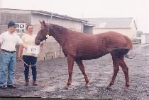 ���ϵ� (MILD) ����