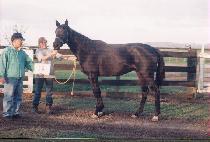 ���� (YEONGHA) ����