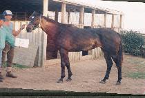 ��Ŭ�η��� (WICKLOW ROSE) ����