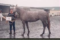 Ǫ������ (P��UREUN MAEUL) ����