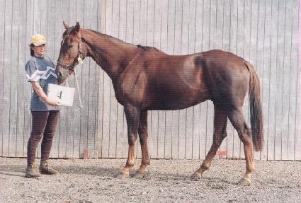 ����������� ����