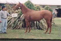 ��â (UCH��ANG) ����