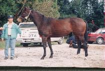 ���̽ó��� (HI SYNERGY) ����