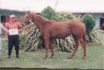 ����� (TAEUJU) ����