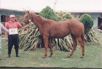 ����� ����