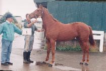 ��ũ������ (NEW CRAZY) ����