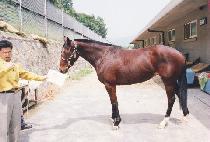 �ŵ� (SHINDONG) ����