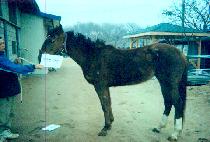 ������ź�� (WIDAEHAN T��ANSAENG) ����