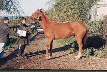 ������ (CH��AMSWIRI) ����