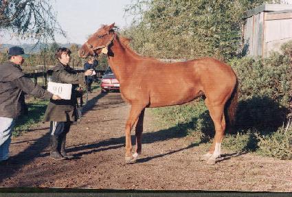 ������ ����