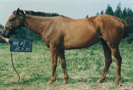 ��� ����