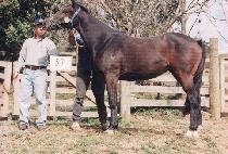 ��ħ�ٶ� (ACHIM BARAM) ����