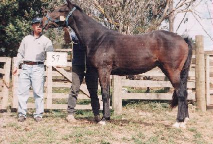 ��ħ�ٶ� ����