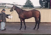 ���������Ʈ (BOSS�� SHOUT) ����