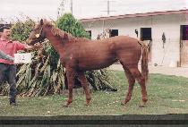 �Ŀ����� (POWER BELLMONA) ����